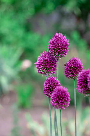 Inflorescence of an onion pink flower in a garden close-up in the center in a summer garden with a copy spaceの写真素材