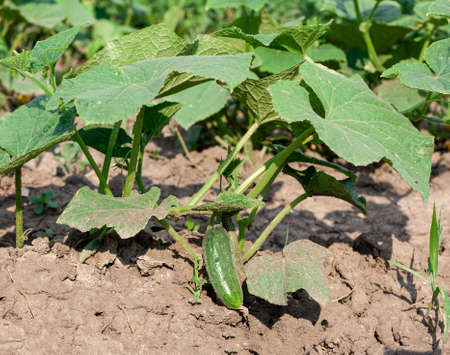 A very small green cucumber on a ground close-up in the center in a summer garden. Concept of healthy eating and vegetarianの写真素材