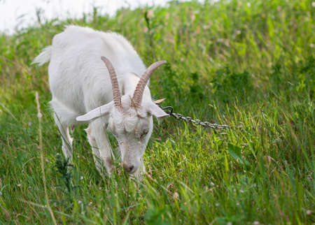 portrait of a one very cute white goat with a collar in the village in the hot summer, she eats a green grass on a lawn near pondの写真素材