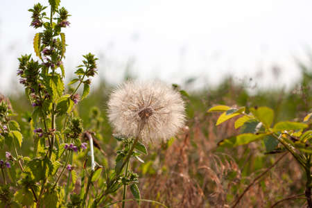 A common dandelion (Taraxacum officinale) with Seeds Growing among dry grass in the village, countryside in the summerの写真素材