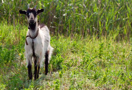 portrait of a very cute small baby goat with a collar in the village in the hot summerの写真素材