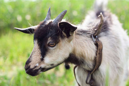 portrait of a very cute small baby goat with a collar in the village in the hot summerの写真素材