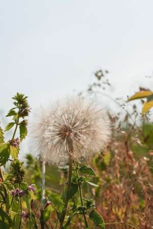 A common dandelion (Taraxacum officinale) with Seeds Growing among dry grass in the village, countryside in the summerの写真素材