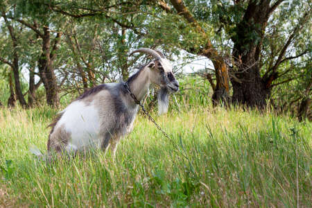 portrait of a one very cute goat with a collar in the village in the hot summer, she seats on her hind legs and eats a grassの写真素材