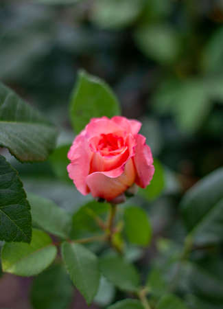 red rose close-up in the centerの写真素材