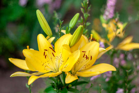 yellow lily blooms on a bright sunny dayの写真素材