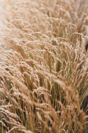 spikelets of dry brown grass sway in the wind (selective focus)の写真素材