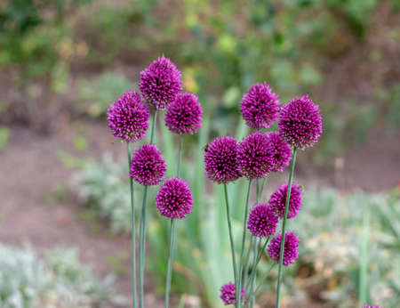 Inflorescence of an onion pink flower in a garden close-up in the center in a summer gardenの写真素材
