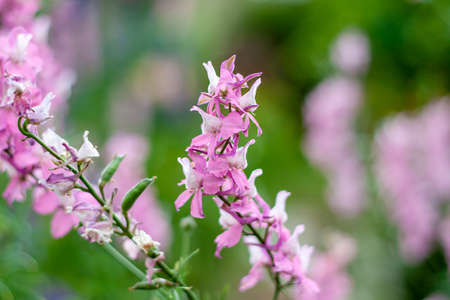 Levkoy bicorn (flower) close-up in the center in the summer garden with a copy spaceの写真素材
