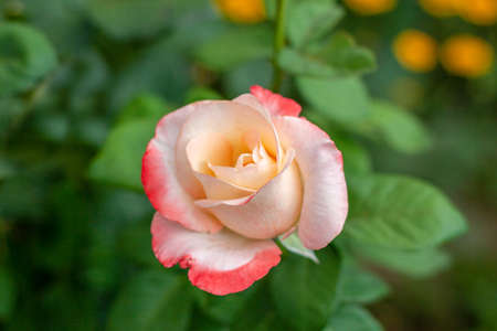 small blooming bright rose with pink edgesの写真素材