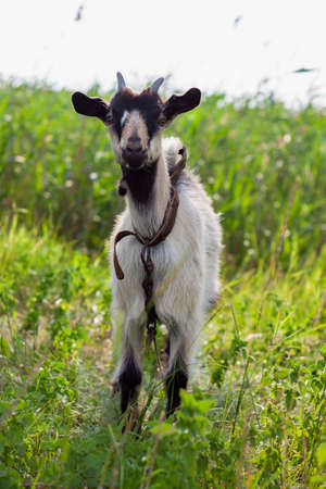 portrait of a very cute small baby goat with a collar in the village in the hot summerの写真素材