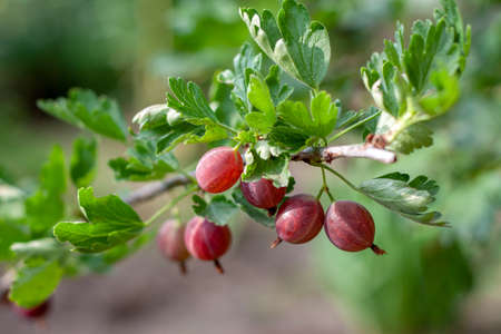 some juicy ripe berries of gooseberries on a bush in the garden on a bright sunny day will be a delight for children. Concept of vegetarian and healthy eatingの写真素材