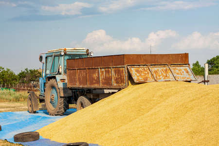 Concept - Grain Harvesting and agricultural equipment 2020. A blue tractor on a farm territory unloads a grain trailer onto a large pile of barleyの写真素材