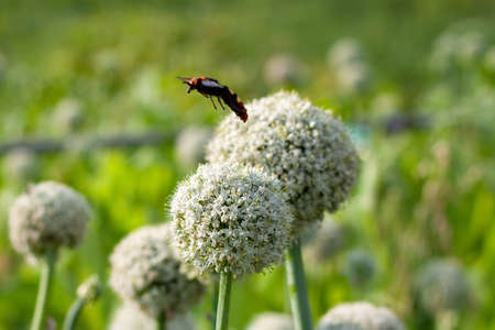 Inflorescence of an onion flower in a garden close-up in the center and a big insect over it in a summer gardenの写真素材