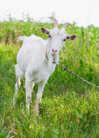 portrait of a one very cute white goat with a collar in the village in the hot summer, she looks straight in the cameraの写真素材