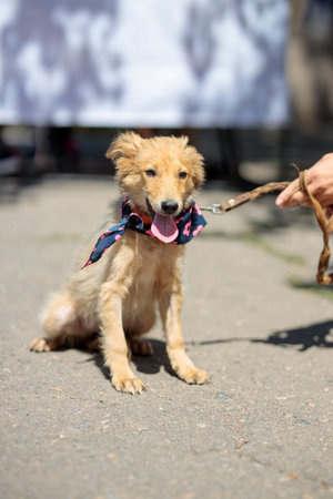volunteer exhibition of stray dogs. Dog training, preparation for exhibition, pets. Dog is waiting for a new family, for people to take it out from shelter, concept of loneliness and awaiting, aloneの写真素材