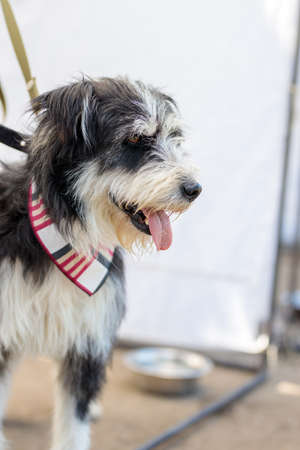 volunteer exhibition of stray dogs. Dog training, preparation for exhibition, pets. Dog is waiting for a new family, for people to take it out from shelter, concept of loneliness and awaiting, aloneの写真素材