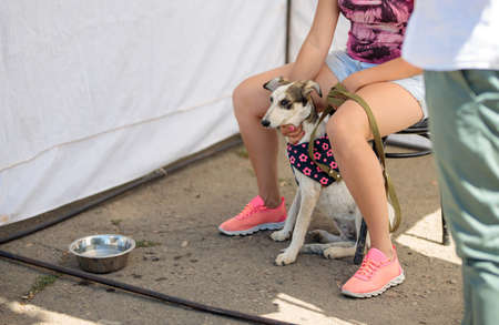 volunteer exhibition of stray dogs. Dog training, preparation for exhibition, pets. Woman sits outside with her puppy and wait for people to take a pet home, free of charge. Family concept, loveの写真素材