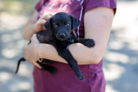 volunteer exhibition of stray dogs. Dog training, preparation for exhibition, pets. One little black puppy on owner's arms is looking into camera. Someone will take him to home from shelterの写真素材