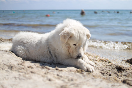 Big ebedient dog labrador is lying on the Beautiful sandy beach of Dzharylhach island near wild...