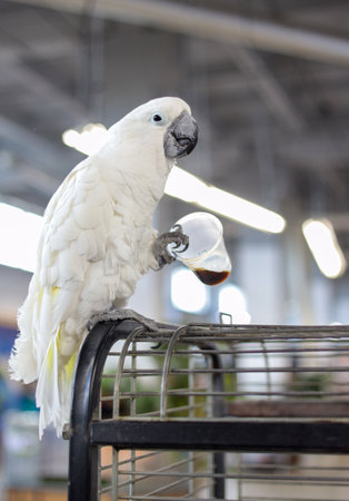 White Cockatoo sits on cage and looks at the camera and drinks coffee from a plastic cup. Playful and affectionate bird able to talk. loving and friendly social companion bird. Coffee-addicted parrotの写真素材