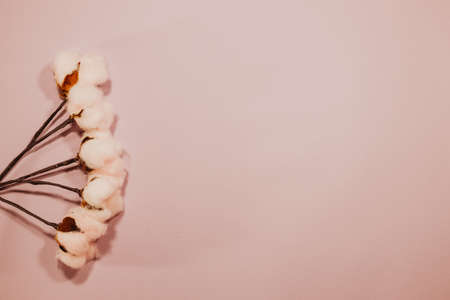Soft light natural pink bouquet on a pink background Wedding Ceremony Supplies, celrating day, Decorating. Copy free space for text, petal long staple cotton head hand dried flower bouquetの写真素材