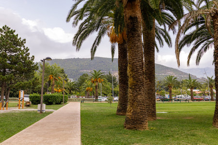 Date palm tree Phoenix dactylifera with ripening date fruits against blue sky in the central park in Budva, Slovenska Plazha, Montenegroの写真素材