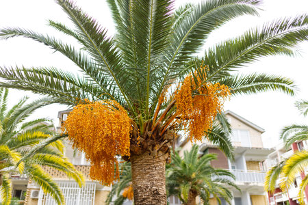 Date palm tree Phoenix dactylifera with ripening date fruits against blue sky. Palm Tree- Gardening of the beautiful tree -Dates on a date palm treeの写真素材