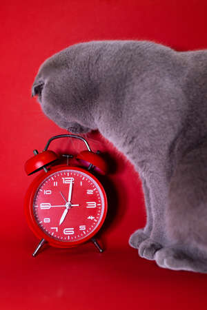 Gray Scottish-fold cat looks at the classic vintage mechanical retro red alarm clock on red background at almost 7 o'clock with copy space. Isolated object. Concept of managing timeの写真素材
