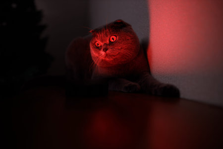 Gray Scottish-Fold portrait of cat with scary serious look, additional red light