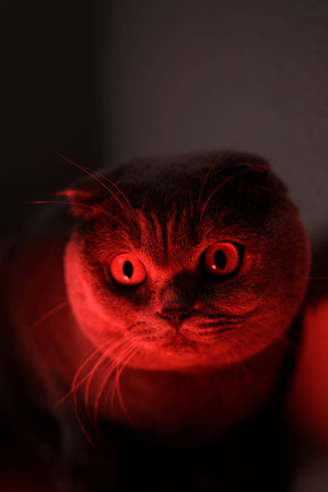 Gray Scottish-Fold portrait of cat with scary serious look, additional red lightの写真素材