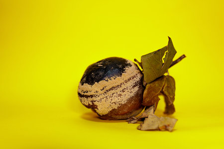 rotten and spoiled quince on yellow surface. It has become unfit for human consumption. Conceptual...