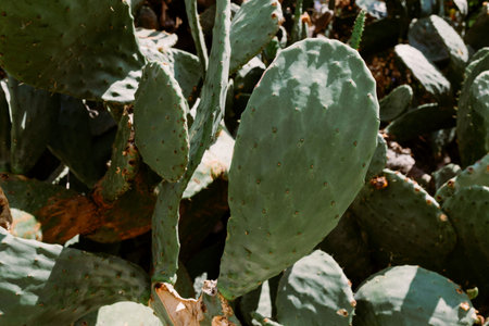 Green pads on a prickly pear cactus. (Opuntia, ficus-indica, Indian fig opuntia, barbary fig, cactus pear and spineless cactus) on streetside in Montenegro. nature texture. Thorny leavesの写真素材