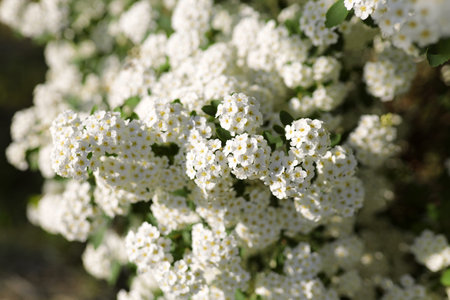 Alyssum spirea (Spiraea) bush with copy-space in summer garden. White small flowers with a yellow...
