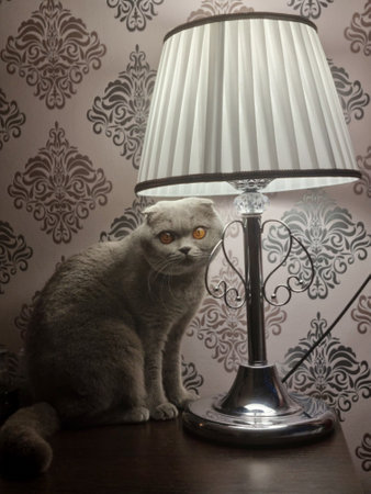 Adorable curious domestic gray fluffy Scottish Fold cat with big orange eyes sits under the silver lamp. Living room interior with animals. Suitable for animal advertisingの写真素材