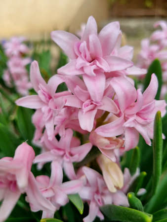 Pink Hyacinth (Hyacinthus orientalis) blooms in the garden in April. Lush blooming flower of blue purple Hyacinth. Home on the background. greeting card. selective focus. First sprの写真素材