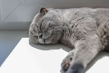 Beautiful Gray Scottish-fold shorthair fluffy cat with orange eyes sleeping comfortably on the windowsill in sunny day under sunlight. Warm picture toning. pet care. world cat day.の写真素材