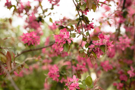 Pink flowers and bud of Wild Apple tree. Spring background with Apple tree blossom. Malus...