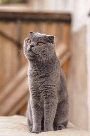 Portrait of Gray Scottish-fold shorthair fluffy cat with orange eyes chilling comfortably on the balcony in sunny day. Warm picture toning. pet care. world cat day. Image for websites about cats.の写真素材