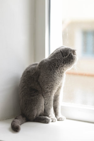 Beautiful Gray Scottish-fold shorthair fluffy cat with orange eyes chilling comfortably on the windowsill in sunny day. Warm picture toning. pet care. world cat day. Image for websites about cats.の写真素材