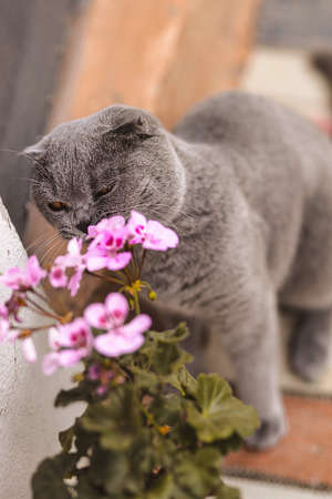 Beautiful Gray Scottish-fold shorthair fluffy cat with orange eyes bites flower geranium on the balcony in sunny day. Warm picture toning. pet care. world cat day. Image for websites about cats.の写真素材