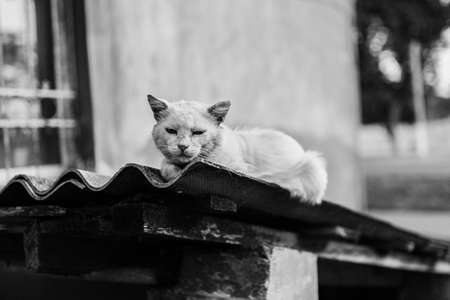 Brutal serious homeless fluffy white cat in evening sunlight sits under the house outside. Warm photo toning. pet care. world cat day.の写真素材