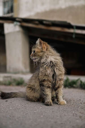 Winking homeless fluffy cat in evening sunlight sits under the house outside. Warm photo toning. pet care. world cat day.の写真素材