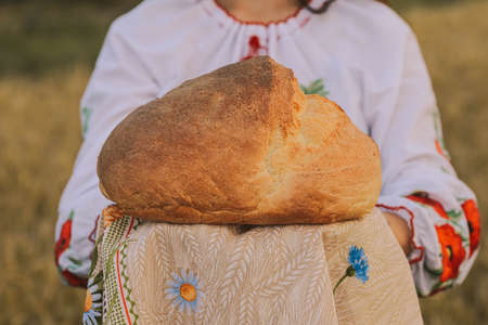 Young girl is in the wheat field wearing Ukrainian national ethnic embroidered shirt and holds baked bread on national towel at sunset yellow light. Concept of Independence, freedom of Ukraineの写真素材