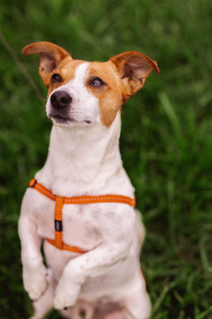 Trained purebred adorable Jack Russel Terrier dog in leash stands like gopher outdoors in the nature...