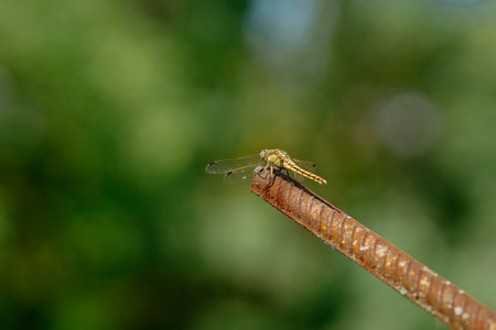 Beautiful yellow aggressive dragonfly rests and chilling on metal stick in garden . Blurred green background with a copyspace. nature habitat. Beautiful vintage nature scene with dragonfly outdoorsの写真素材