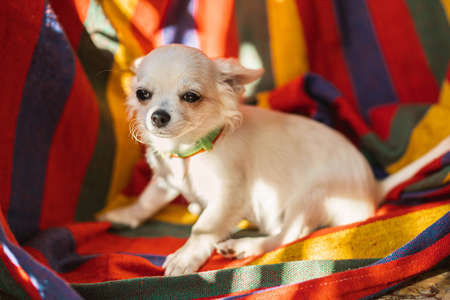 Closeup portrait of small short-haired miniature funny beige mini chihuahua dog, the smallest breed of dog. Cute 5 month old puppy early in the morning sits and relax on colorful clothes on floor.の写真素材