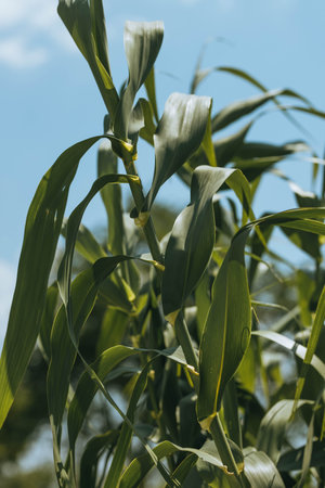 Realistic young growing green bamboo sticks, green branches, stems and leaves. Nature botanical...