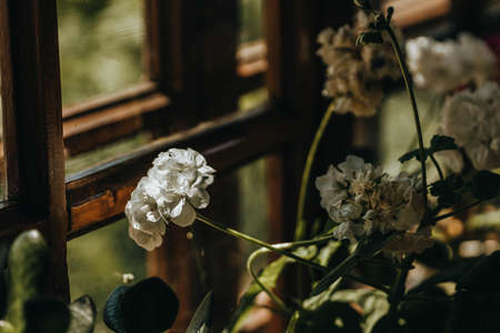White blooming geranium flower on the old unpainted wooden frame with windowsill. Potted plant in old vintage building during summer. Traditional window of old abandoned rough house in Ukraineの写真素材