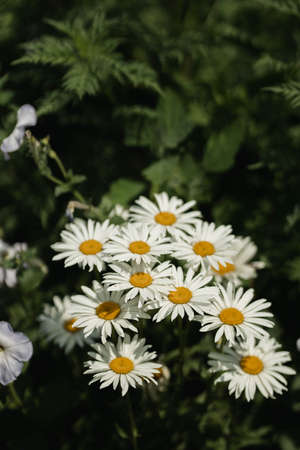 Big chamomile flowers on a field on a sunny day in the nature. Daisy flowers wide background. Chamomile pharmacy (otherwise Matricaria chamomilla, chamomile stripped, Camila, blink, blush, maiden flowの写真素材